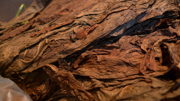 Leaves waiting to be rolled into Camacho Corojo Cigars / Davidoff of Geneva, New York, NY / Leica D-Lux 4 